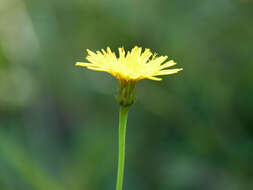 Image of bristly hawkbit