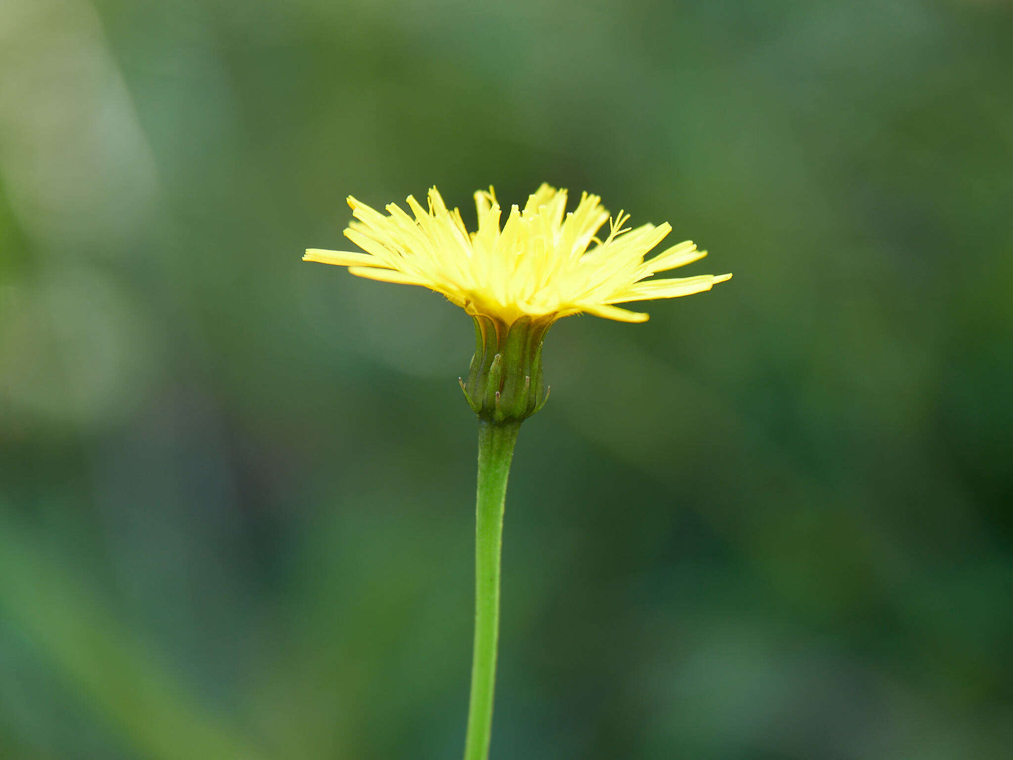 Image of bristly hawkbit