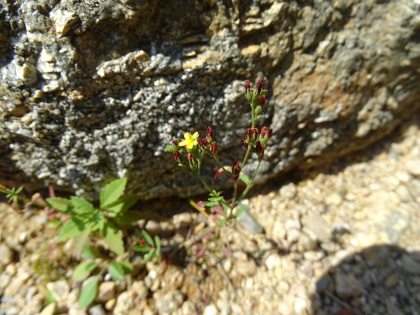 Image de Hypericum canadense L.