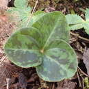 Image de Trillium albidum subsp. parviflorum (V. G. Soukup) K. L. Chambers & S. C. Meyers