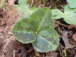 صورة Trillium albidum subsp. parviflorum (V. G. Soukup) K. L. Chambers & S. C. Meyers