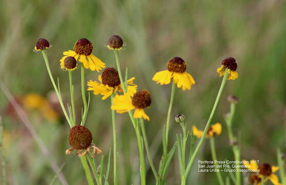 Image of Helenium mexicanum Kunth