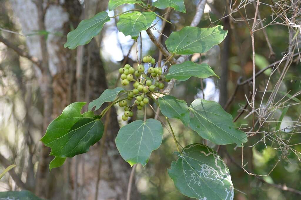 Image of Oreopanax platyphyllus Marchal