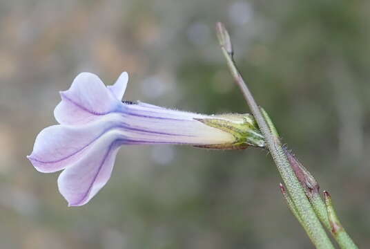 Imagem de Lobelia capillifolia (C. Presl) A. DC.