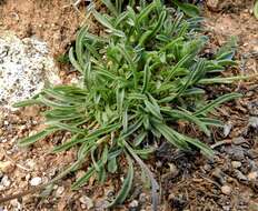 Image of rockslide yellow fleabane