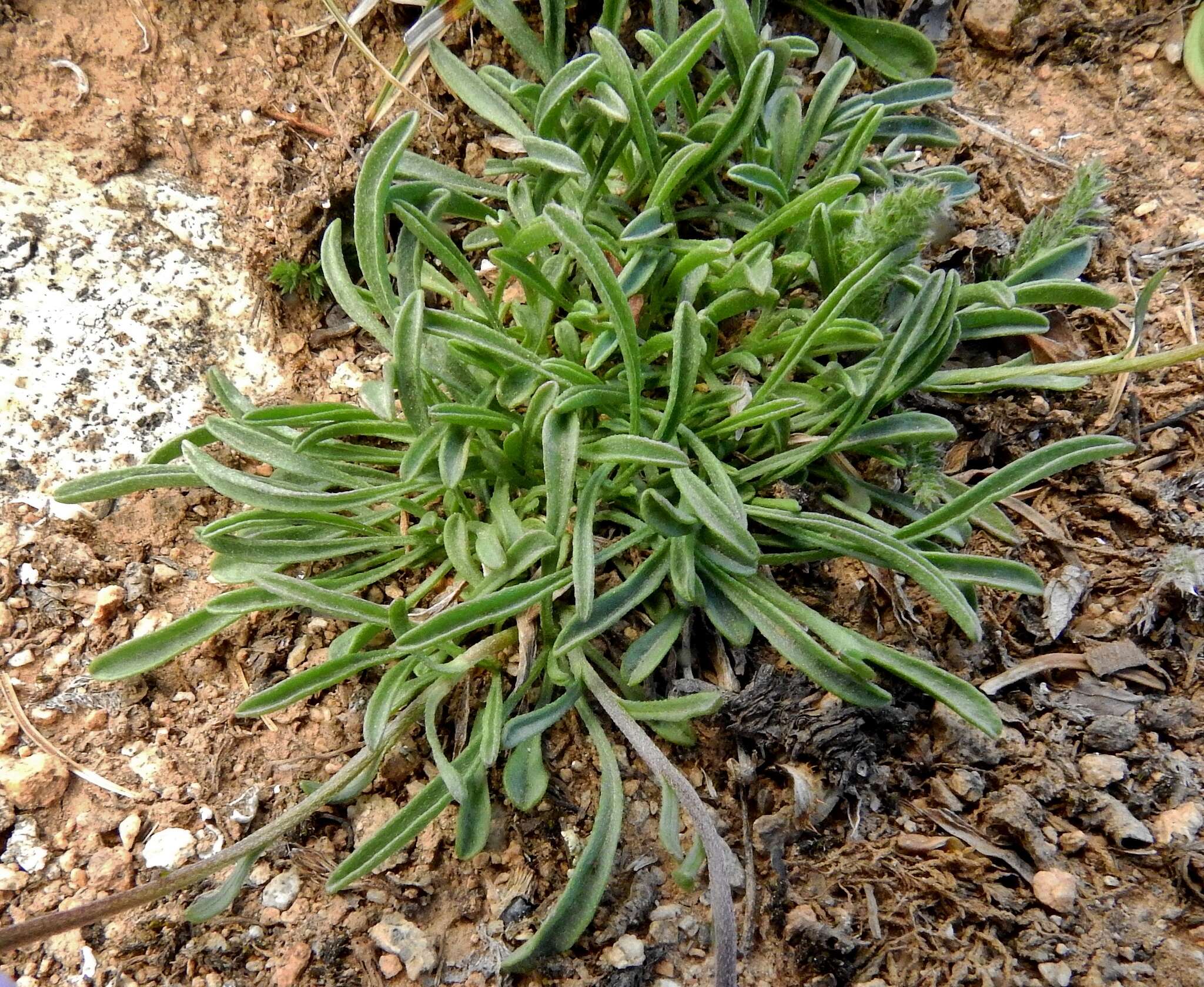 Image of rockslide yellow fleabane