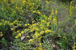 Image of Cytisus borysthenicus Gruner