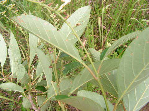 Image of Citharexylum myrianthum Cham.