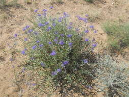 Image of Caryopteris mongholica Bunge