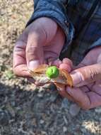 Plancia ëd Physalis nicandroides Schltdl.