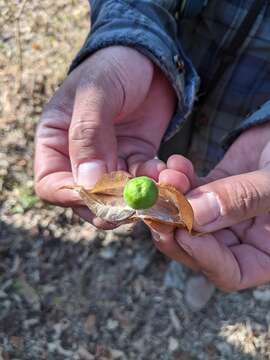 Plancia ëd Physalis nicandroides Schltdl.