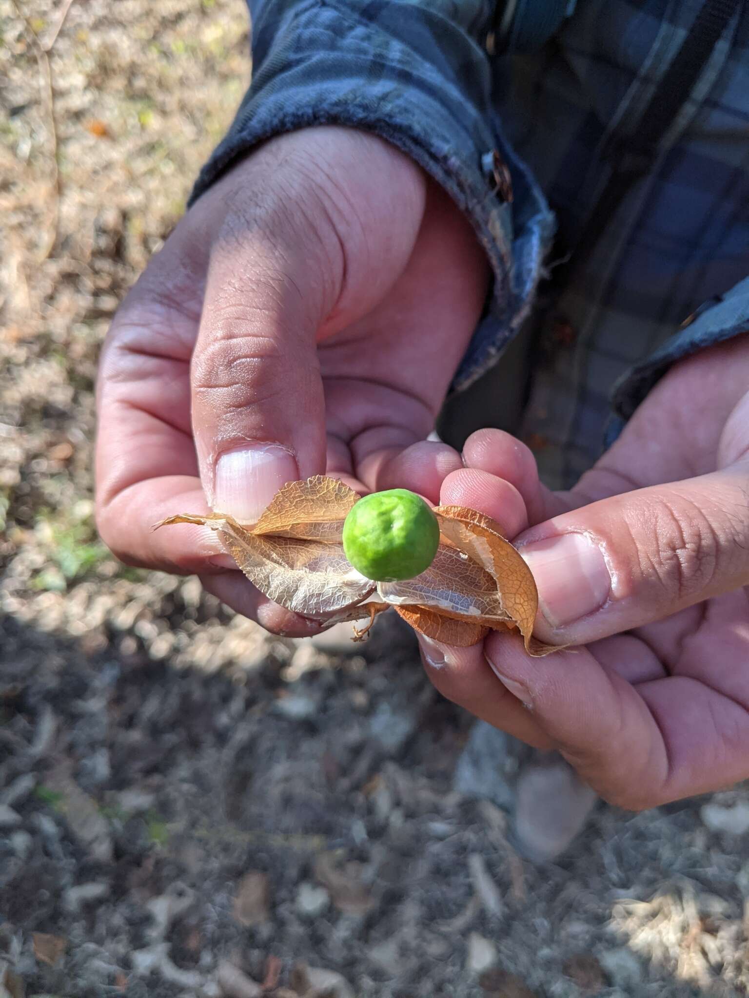 Plancia ëd Physalis nicandroides Schltdl.