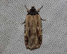 Image de Agonopterix atrodorsella Clemens 1863