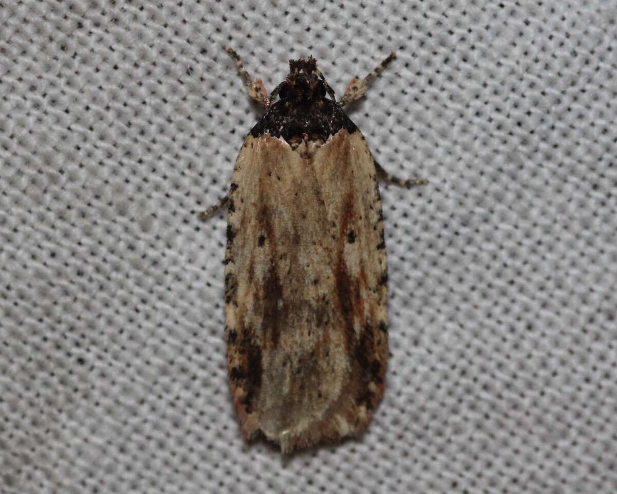 Image de Agonopterix atrodorsella Clemens 1863