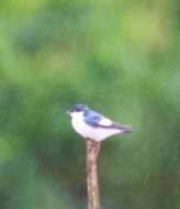 Image of White-winged Swallow