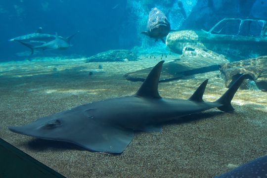 Image of Giant Guitarfish