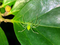 Image of Gnathopalystes taiwanensis Zhu & Tso 2006