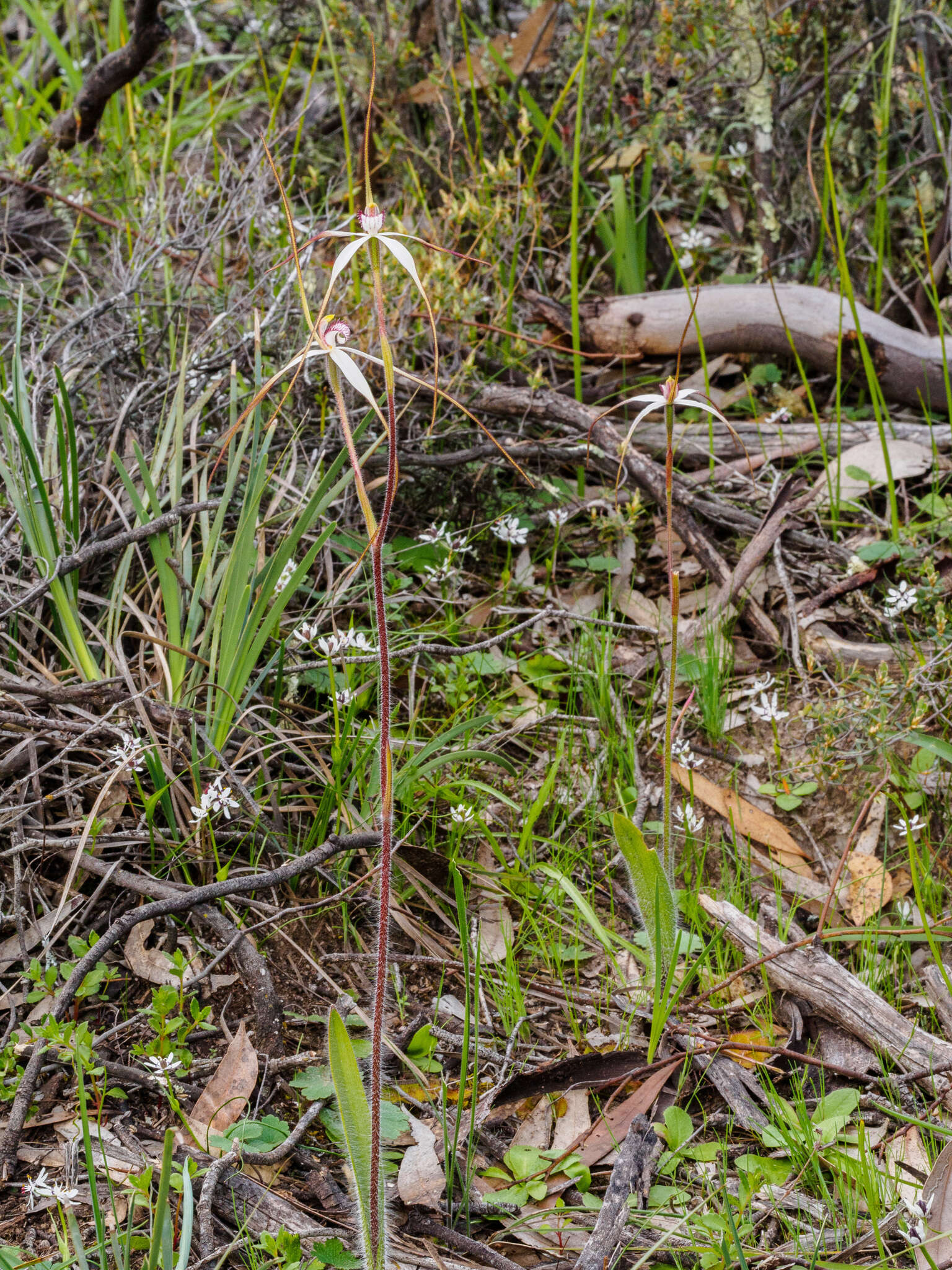 Imagem de Caladenia cretacea (D. L. Jones) G. N. Backh.