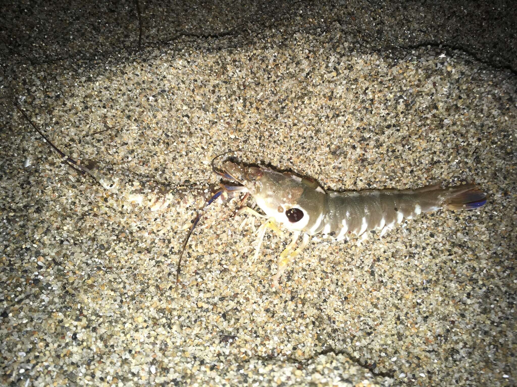 Image of target rock shrimp