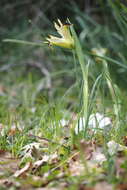 Image of Iris tuberosa L.