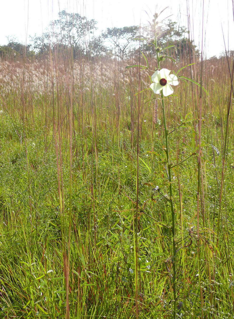 Image of Hibiscus scotellii E. G. Baker