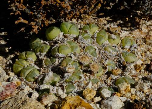 Imagem de Vanheerdea primosii (L. Bol.) L. Bol. ex H. E. K. Hartm.