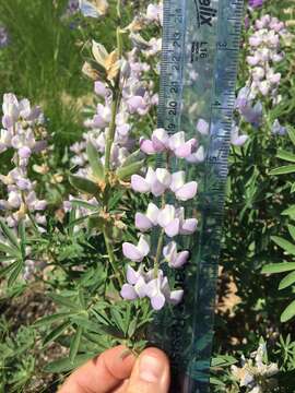 Image of broadleaf lupine