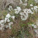 Image of heartsepal buckwheat