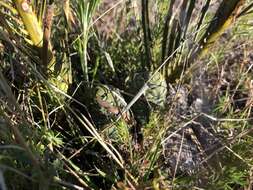 Image de Macrozamia conferta D. L. Jones & P. I. Forst.