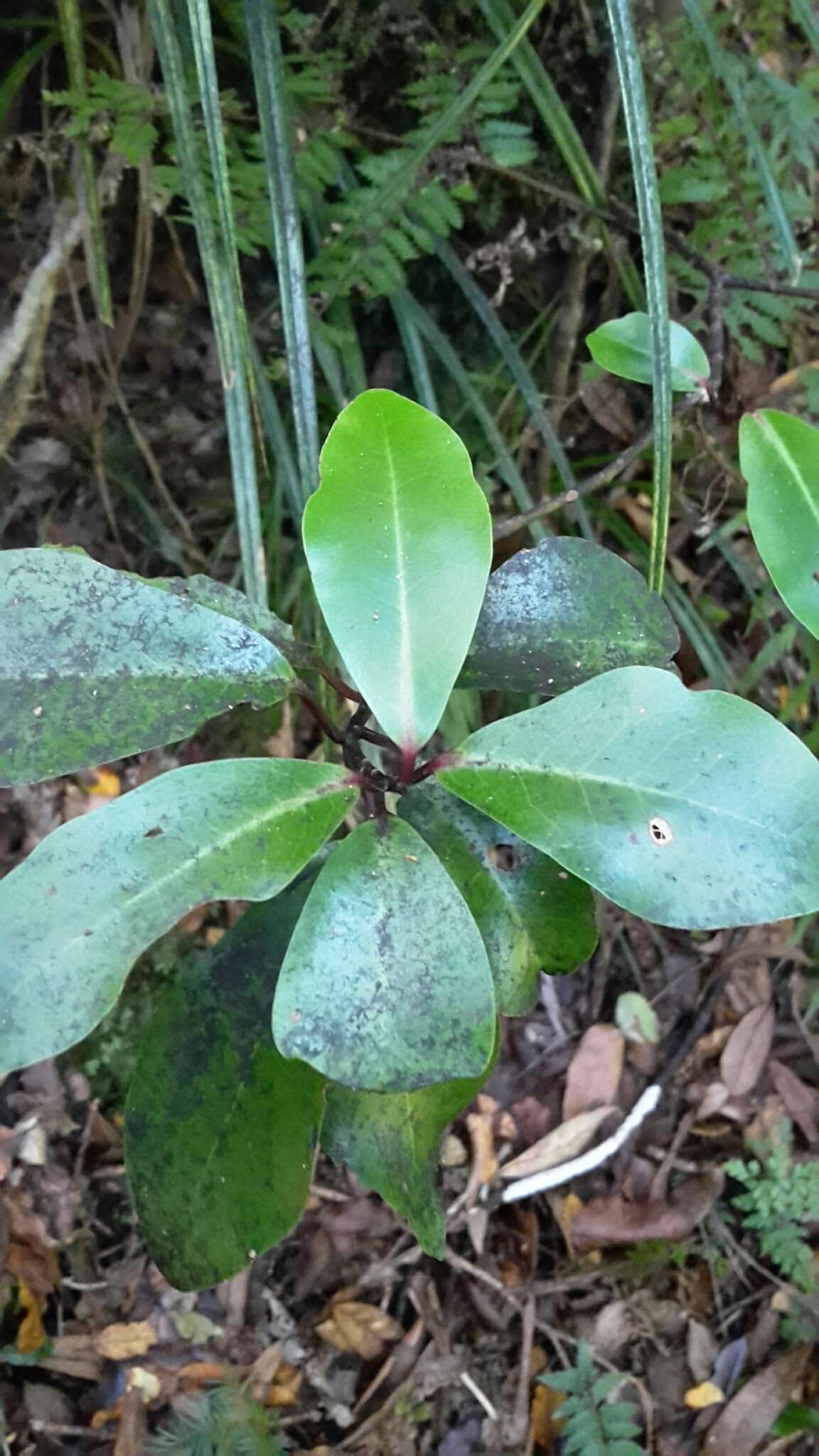 Image of Pseudowintera axillaris (J. R. & G. Forst.) Dandy