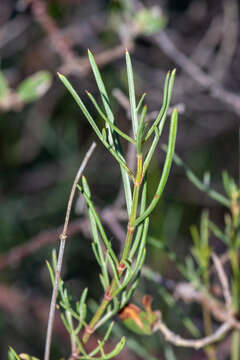 Image of Cosmos crithmifolius Kunth