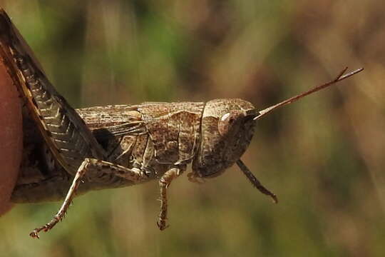 Image of Chorthippus (Glyptobothrus) macrocerus (Fischer von Waldheim 1846)