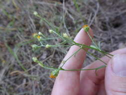 Image of Wright's snakeweed