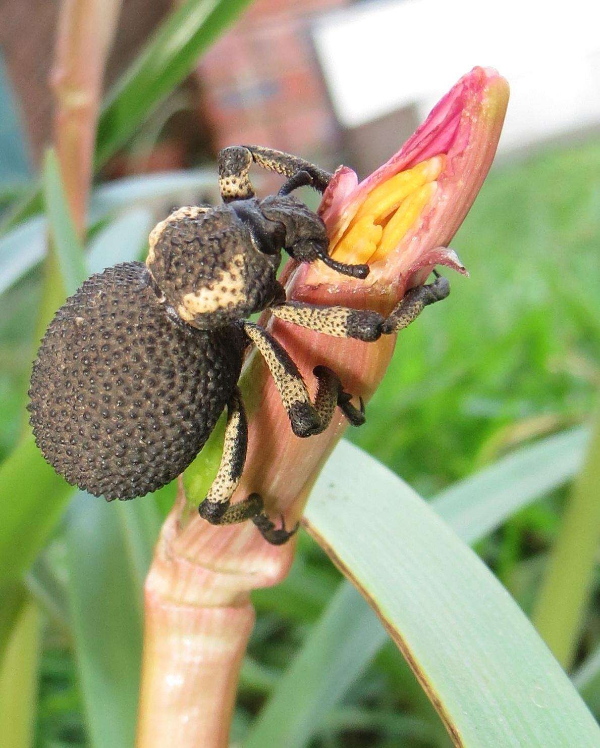 Image of Brazilian copperlily