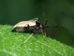 Adelphocoris seticornis (Fabricius 1775)的圖片