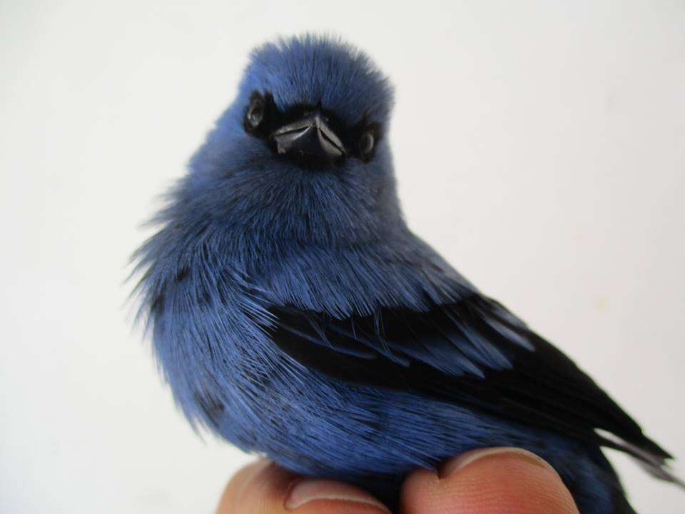 Image of Blue-and-black Tanager