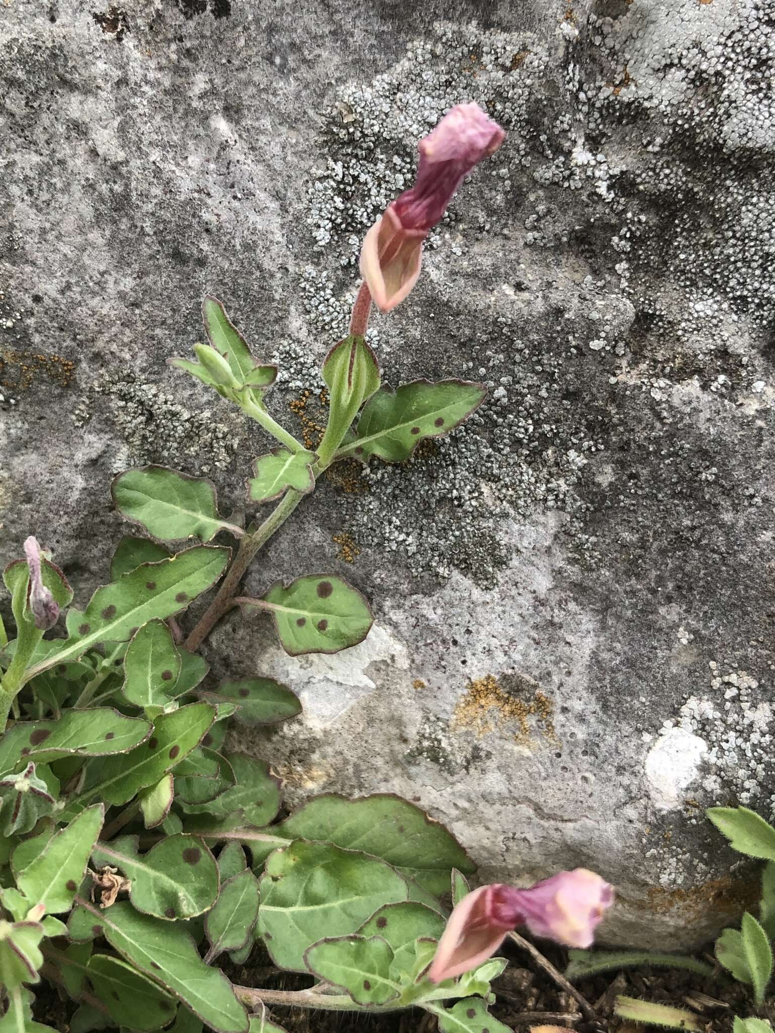 Image of Kunth's Evening-Primrose