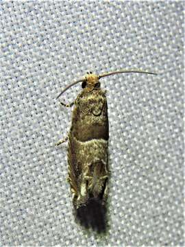 Image of Constricted Sonia Moth
