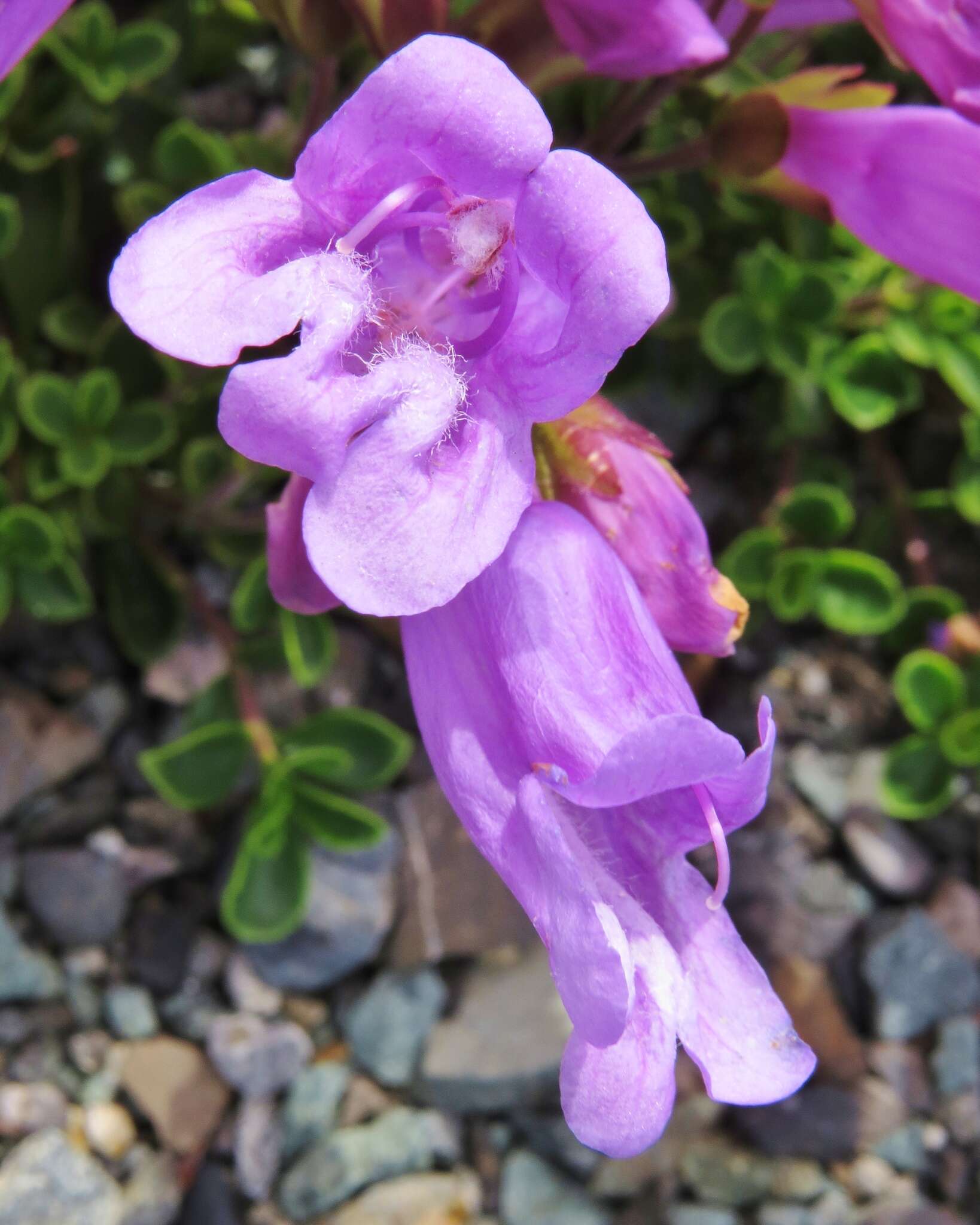 Image of Menzies' penstemon