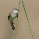 Image of Prinia hodgsonii erro Deignan 1942