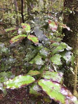 Pseudowintera colorata (Raoul) Dandy resmi