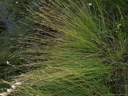 Image of Lapland Sedge