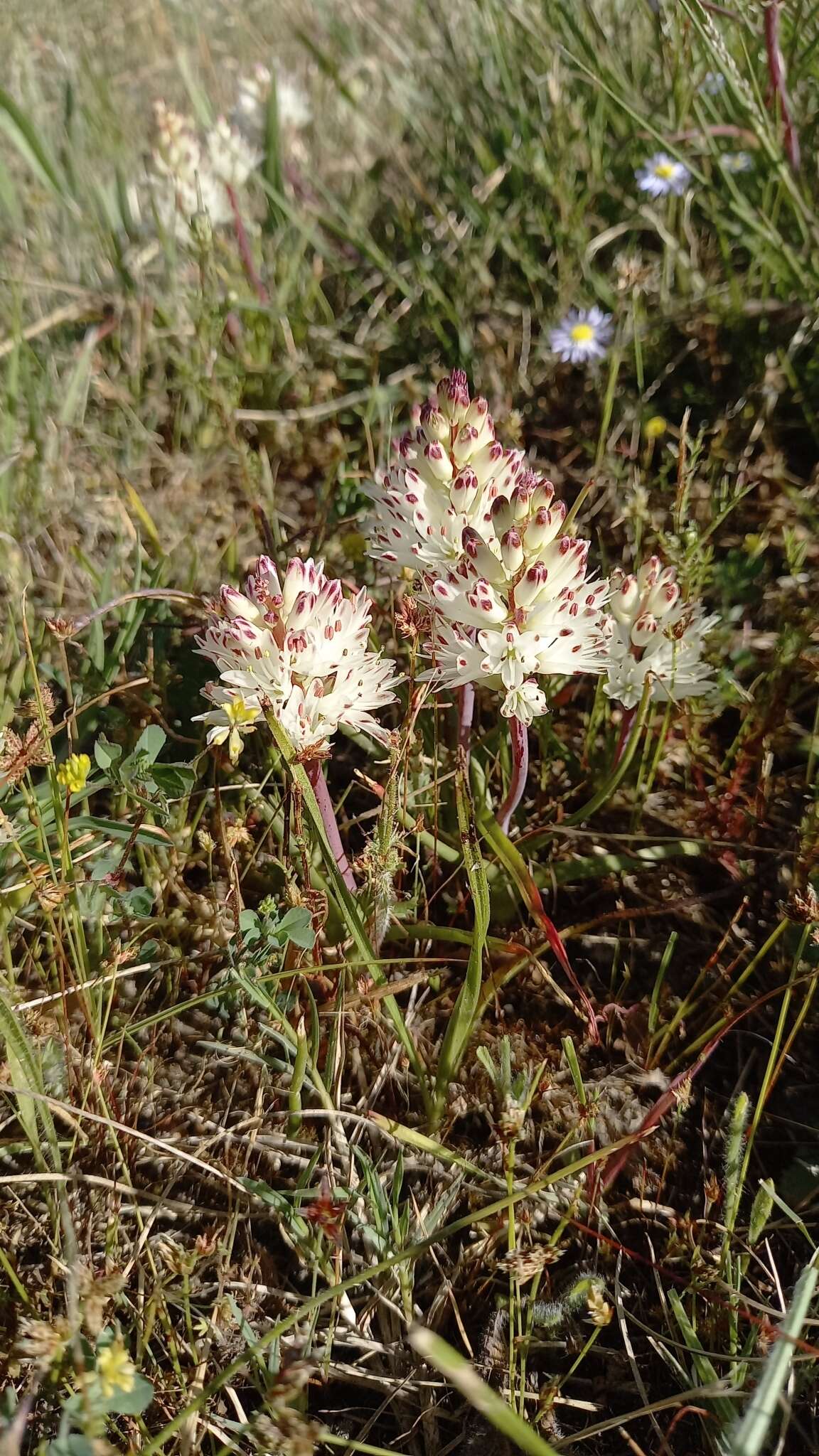 Слика од Lachenalia orthopetala Jacq.