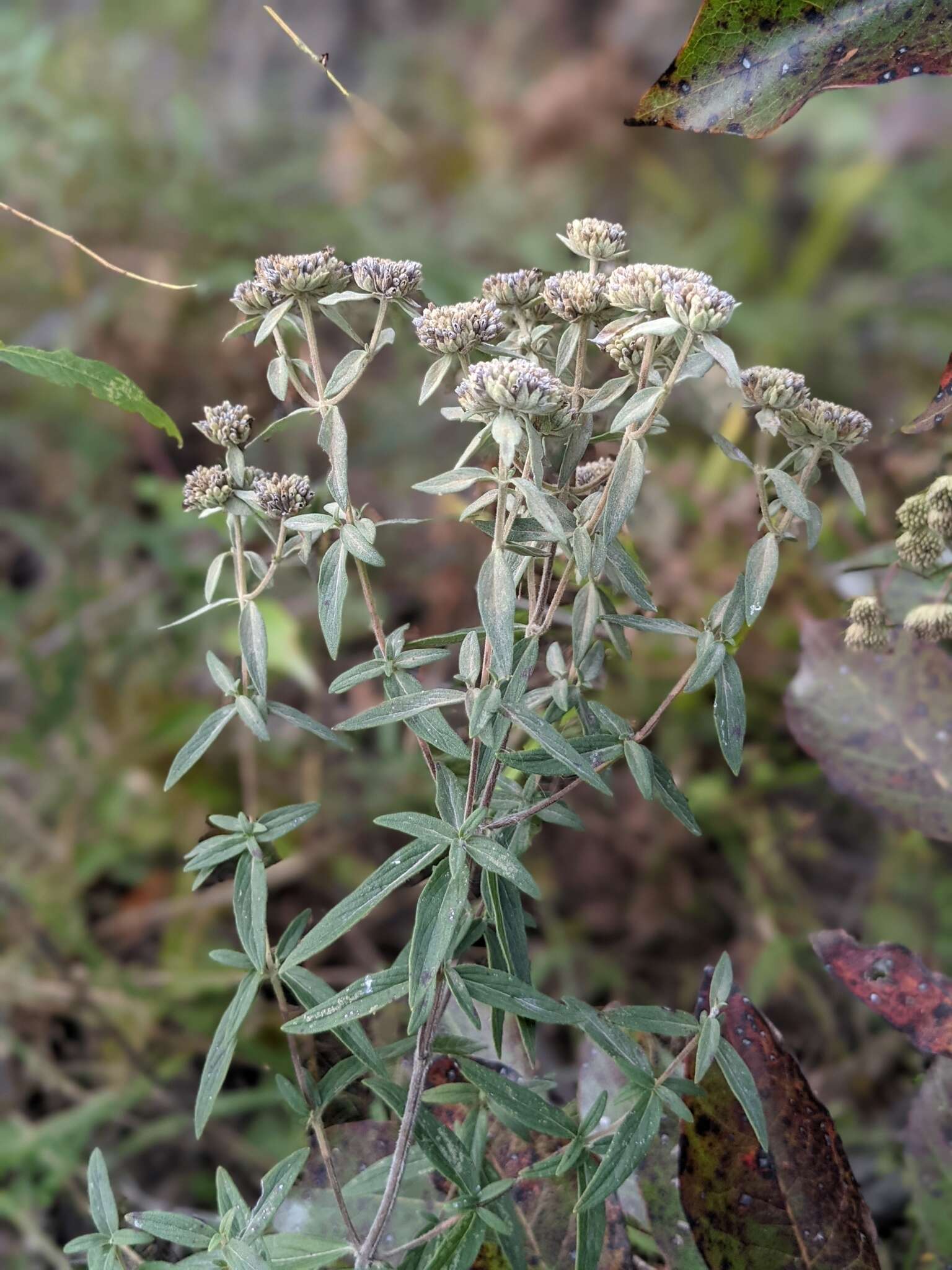 Image de Pycnanthemum torreyi Benth.