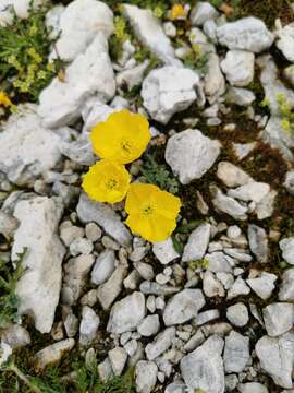 Imagem de Papaver alpinum L.