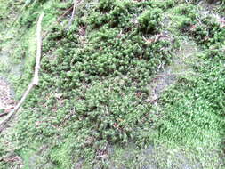 Image of dicranum moss