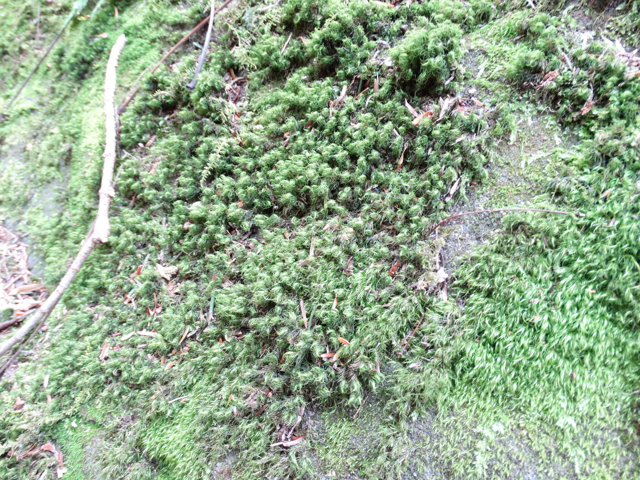 Image of dicranum moss