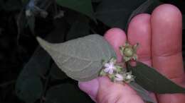 Image of Solanum didymum Dun.