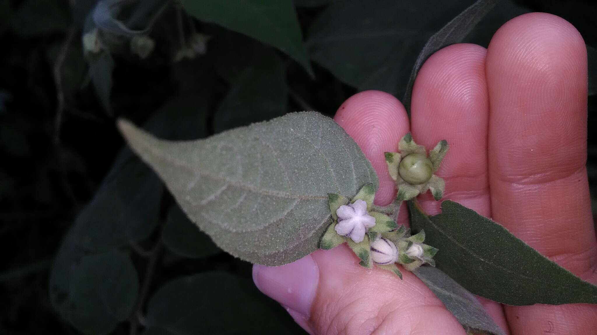 Image de Solanum didymum Dun.