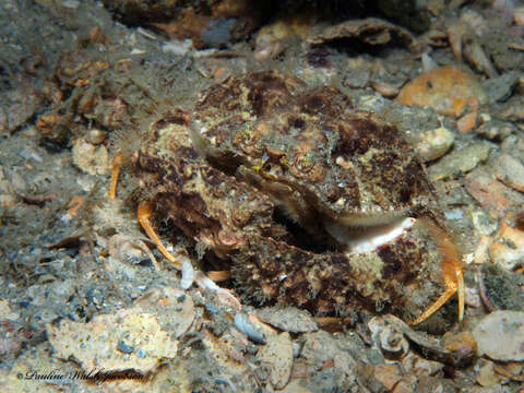 Image of yellow box crab